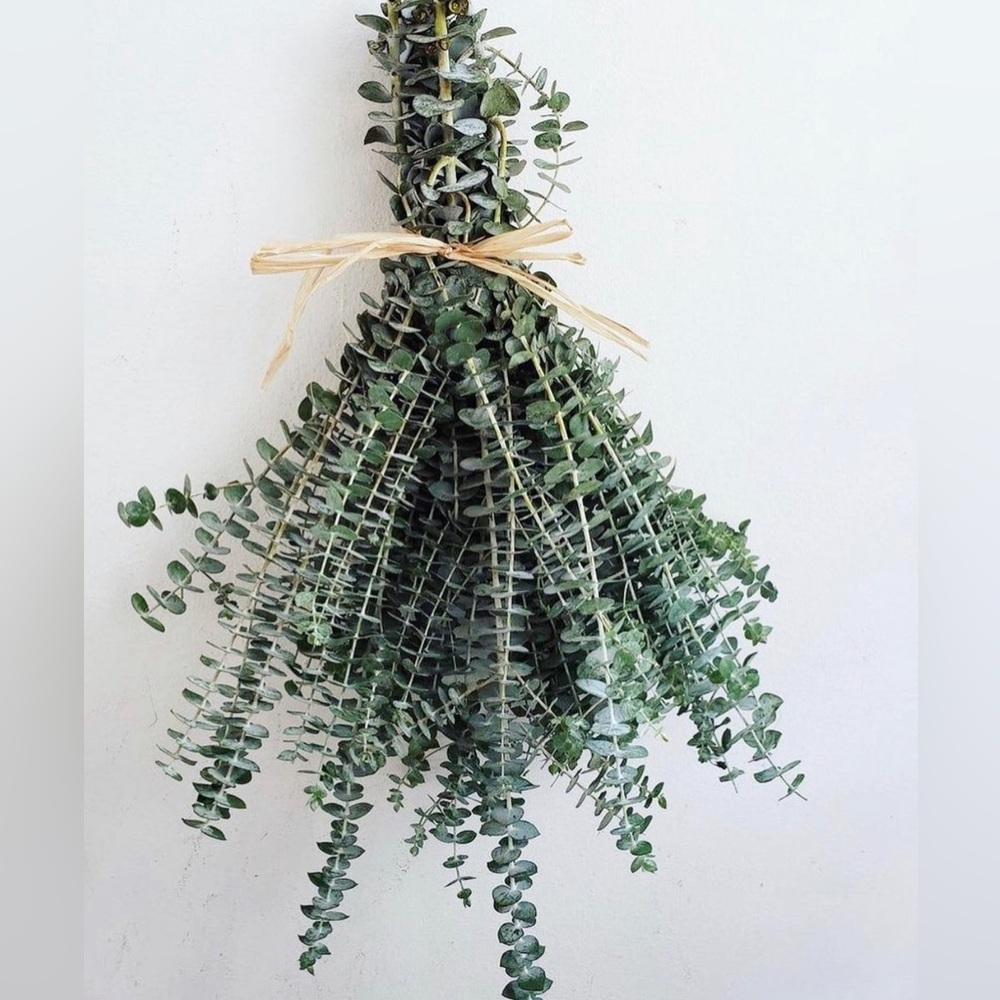 Invigorating Eucalyptus Bunch🌿